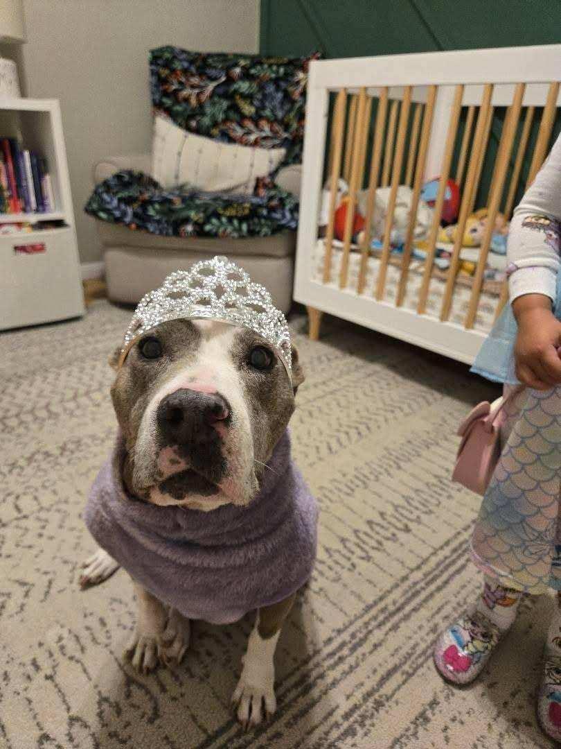 Enlarge Dolly, a Adoptable mixed breed in Whittier, CA image 5/5