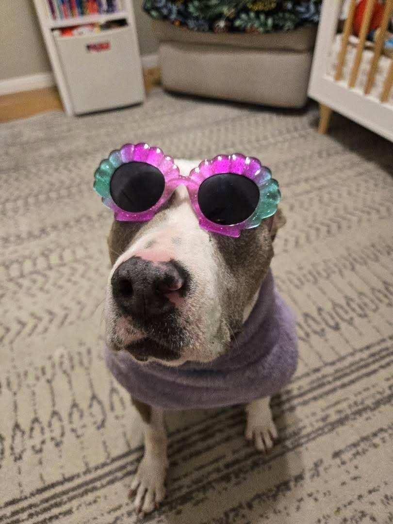 Enlarge Dolly, a Adoptable mixed breed in Whittier, CA image 1/5