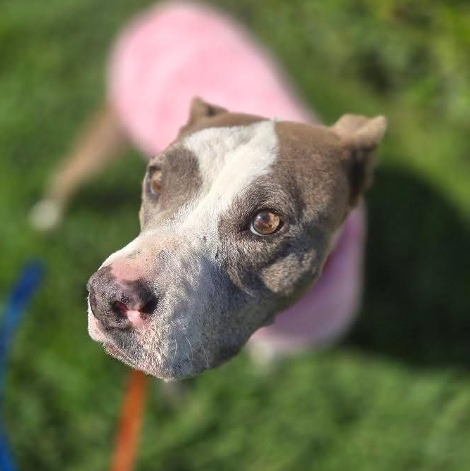 Dolly, Adoptable, Senior Female Pit Bull Terrier.