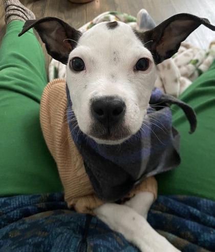 Twiggy, Adoptable, Puppy Female Mixed Breed & Mixed Breed.