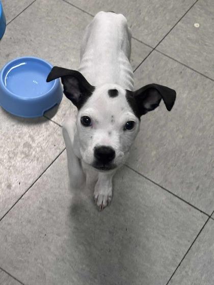 Enlarge Twiggy, a Adoptable mixed breed in Hobart, IN image 2/3