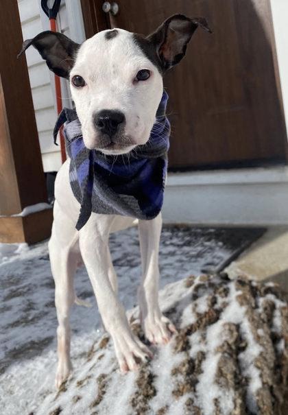 Enlarge Twiggy, a Adoptable mixed breed in Hobart, IN image 3/3