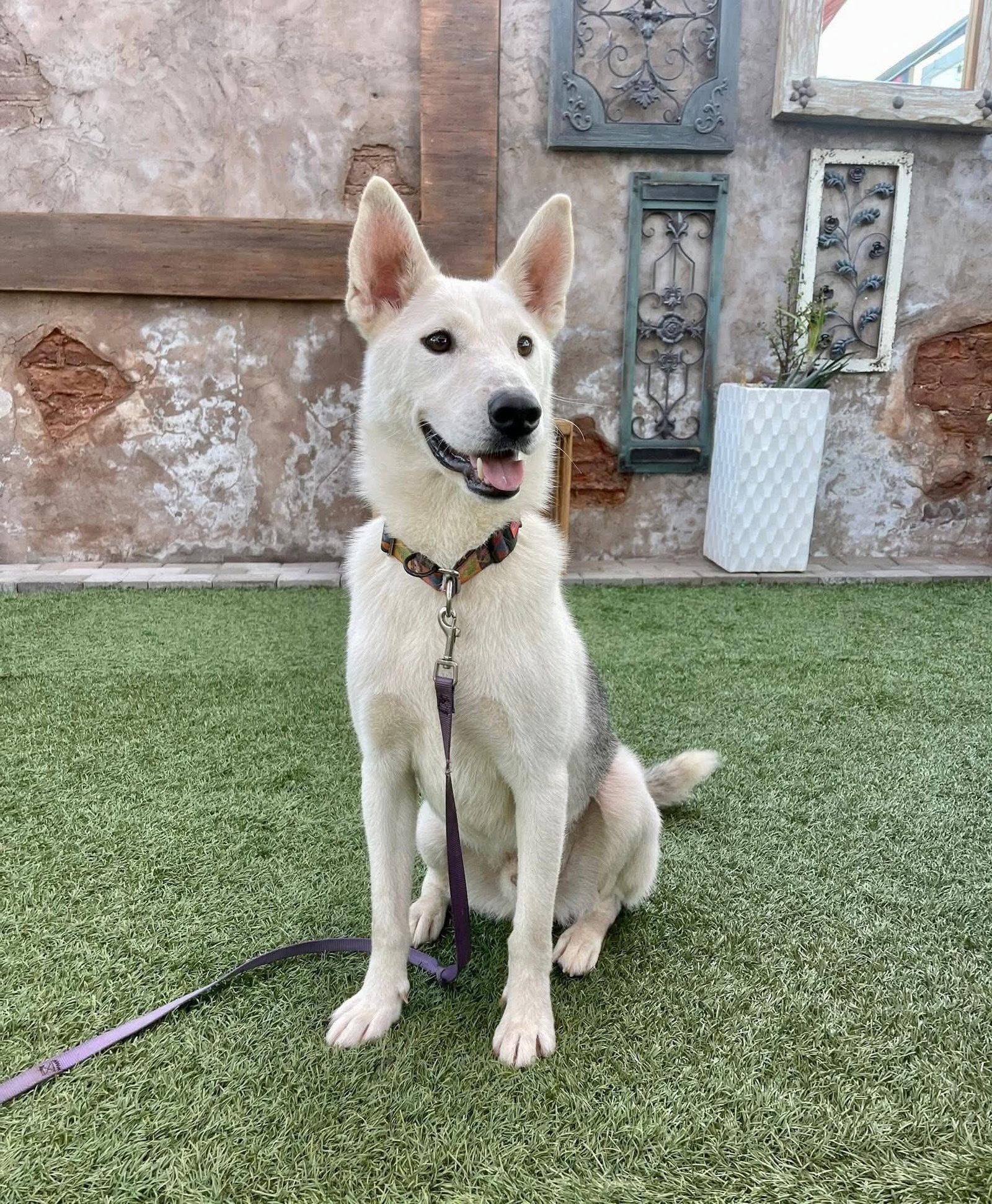 Jake, Adopted, Young Male Husky.