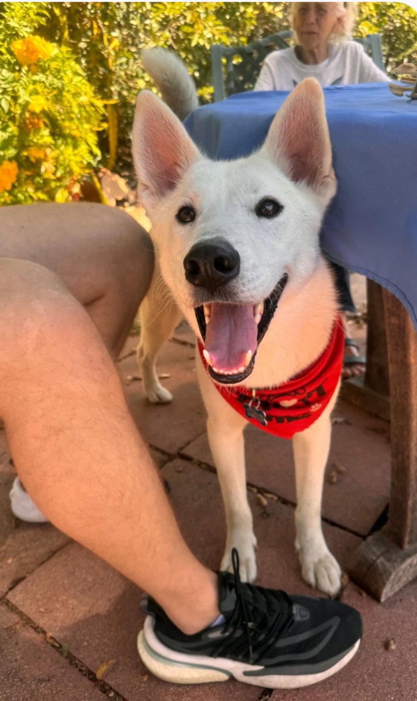 Enlarge Jake, a Adopted Husky in Escondido, CA image 2/3