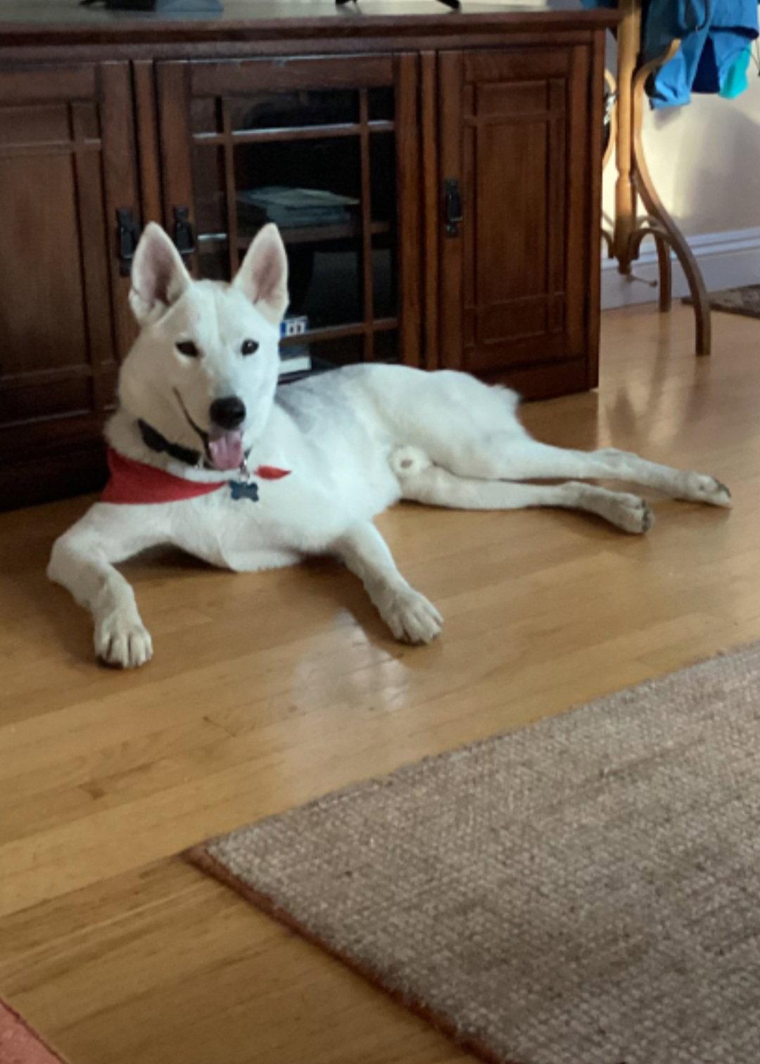 Enlarge Jake, a Adopted Husky in Escondido, CA image 3/3
