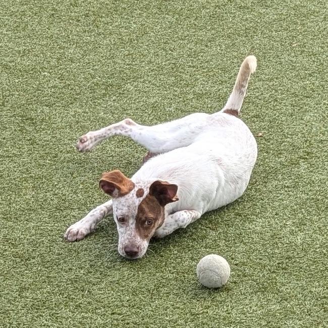 Honeycrisp, Adoptable, Adult Female Hound & Mixed Breed.