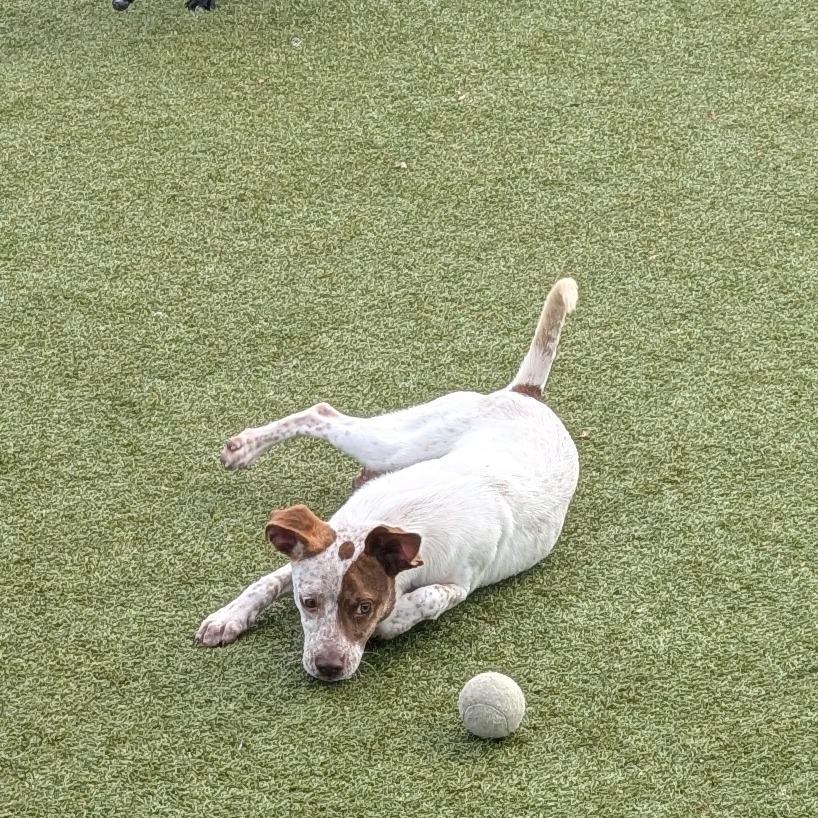 Honeycrisp, Adoptable, Adult Female Hound & Mixed Breed.