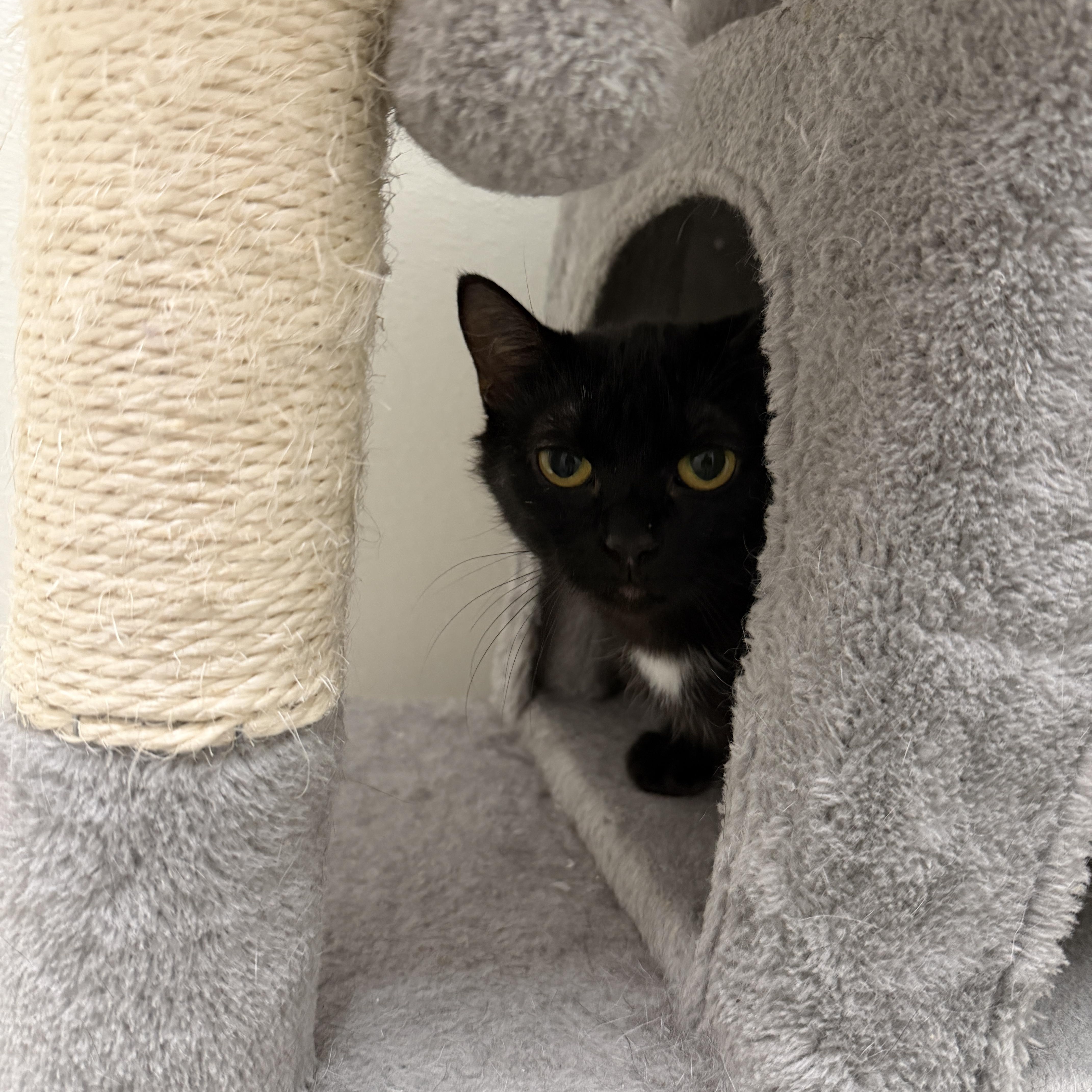 Enlarge Nala, a Adoptable Domestic Short Hair in Wayland, MI image 1/1