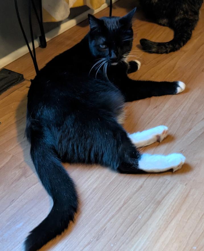 Eartha Kitty, Adoptable, Young Female Domestic Short Hair.