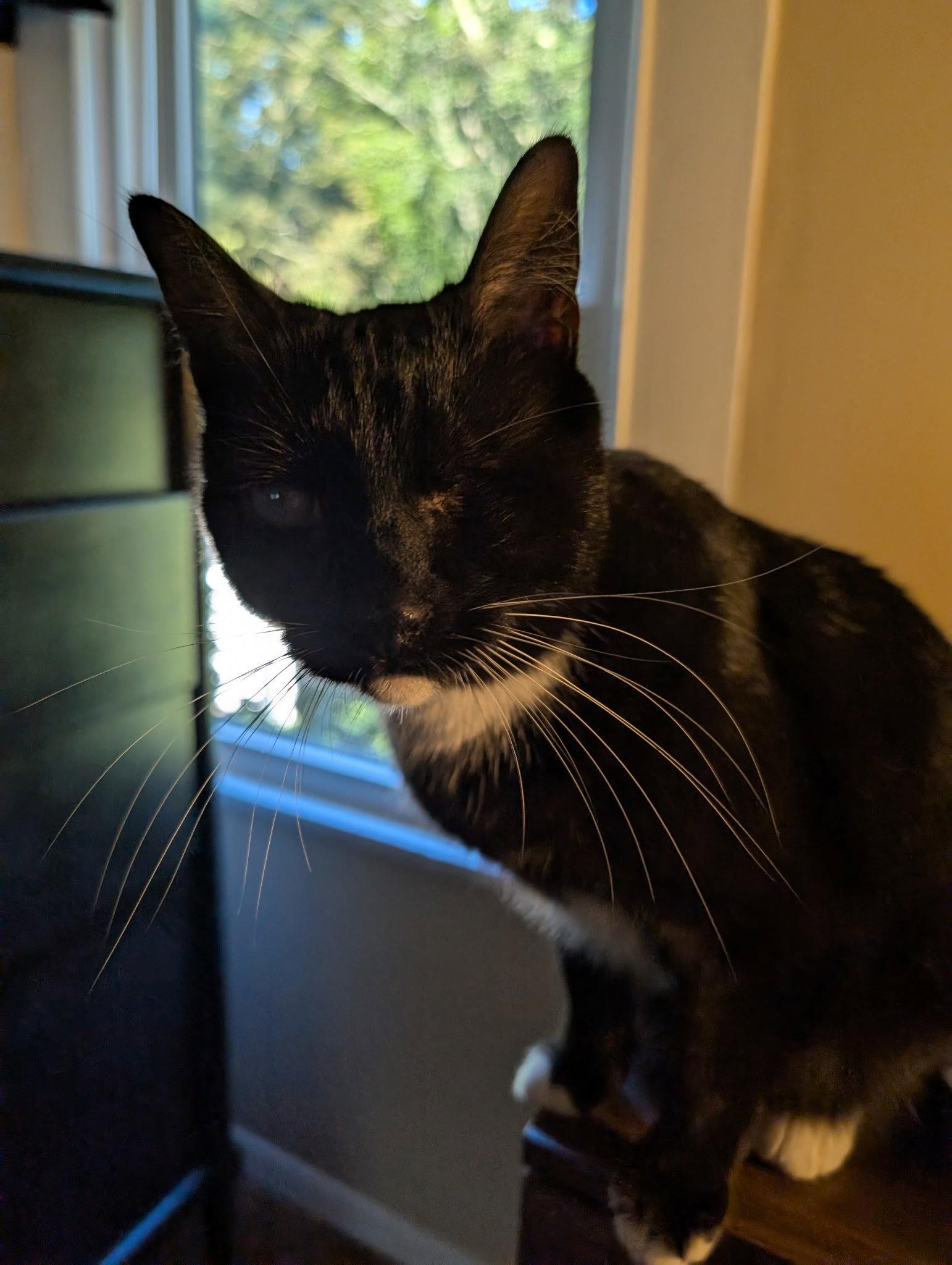 Enlarge Eartha Kitty, a Adoptable Domestic Short Hair in Rochester, NY image 2/3