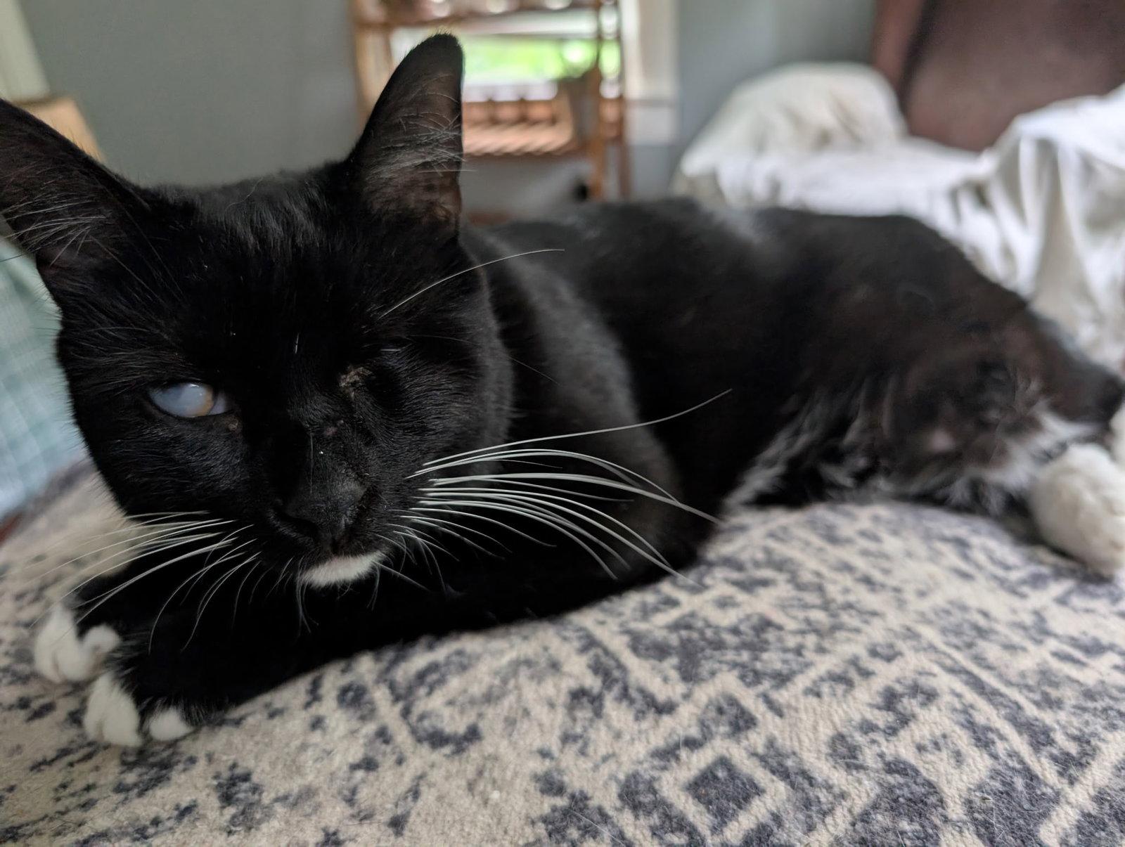 Enlarge Eartha Kitty, a Adoptable Domestic Short Hair in Rochester, NY image 3/3