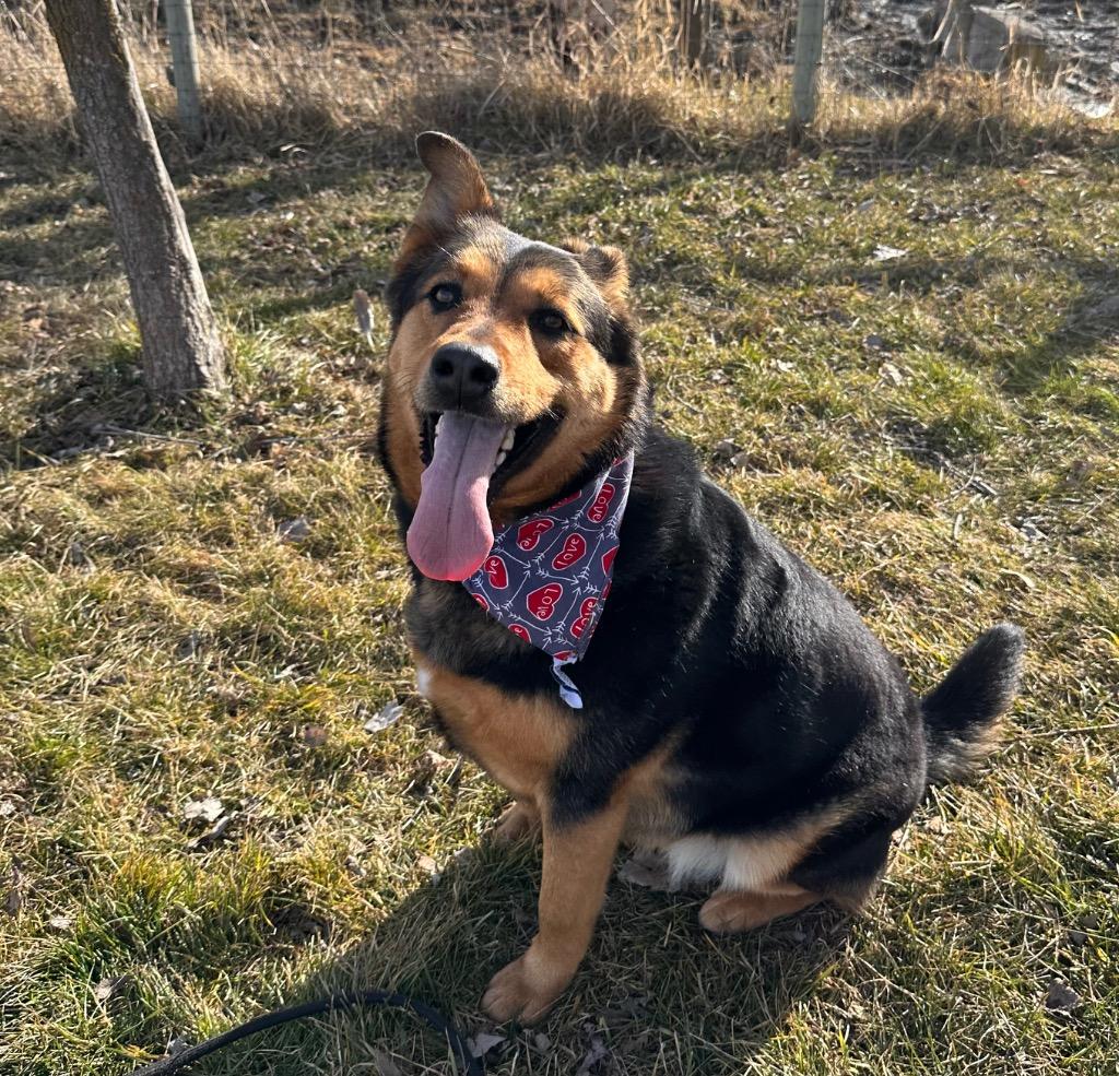 Reina (Plum), a Adoptable mixed breed in Logan, UT image 1/2