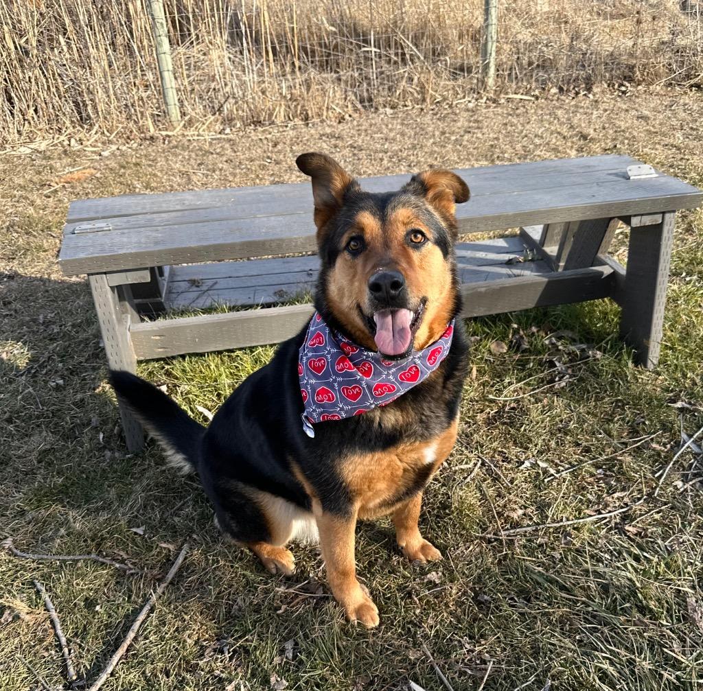 Reina (Plum), a Adoptable mixed breed in Logan, UT image 2/2