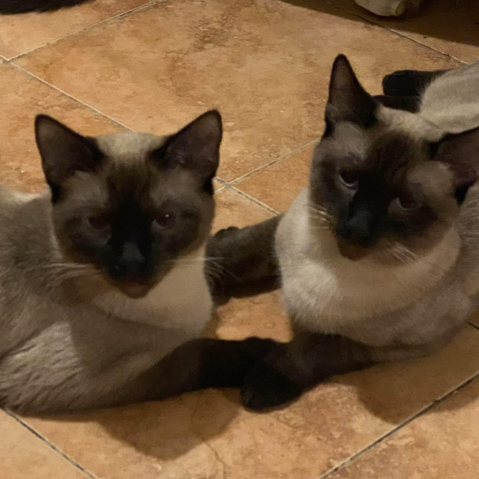 Enlarge Simba & Kovu, an adopted Siamese in Newark, NJ image 1/2