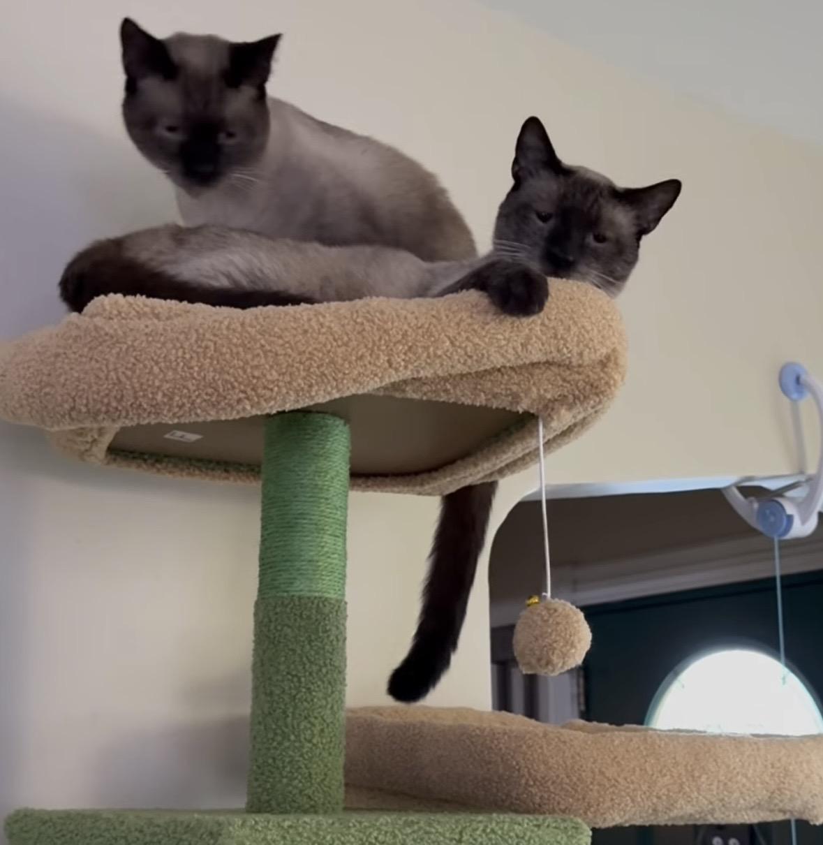 Enlarge Simba & Kovu, an adopted Siamese in Newark, NJ image 2/2
