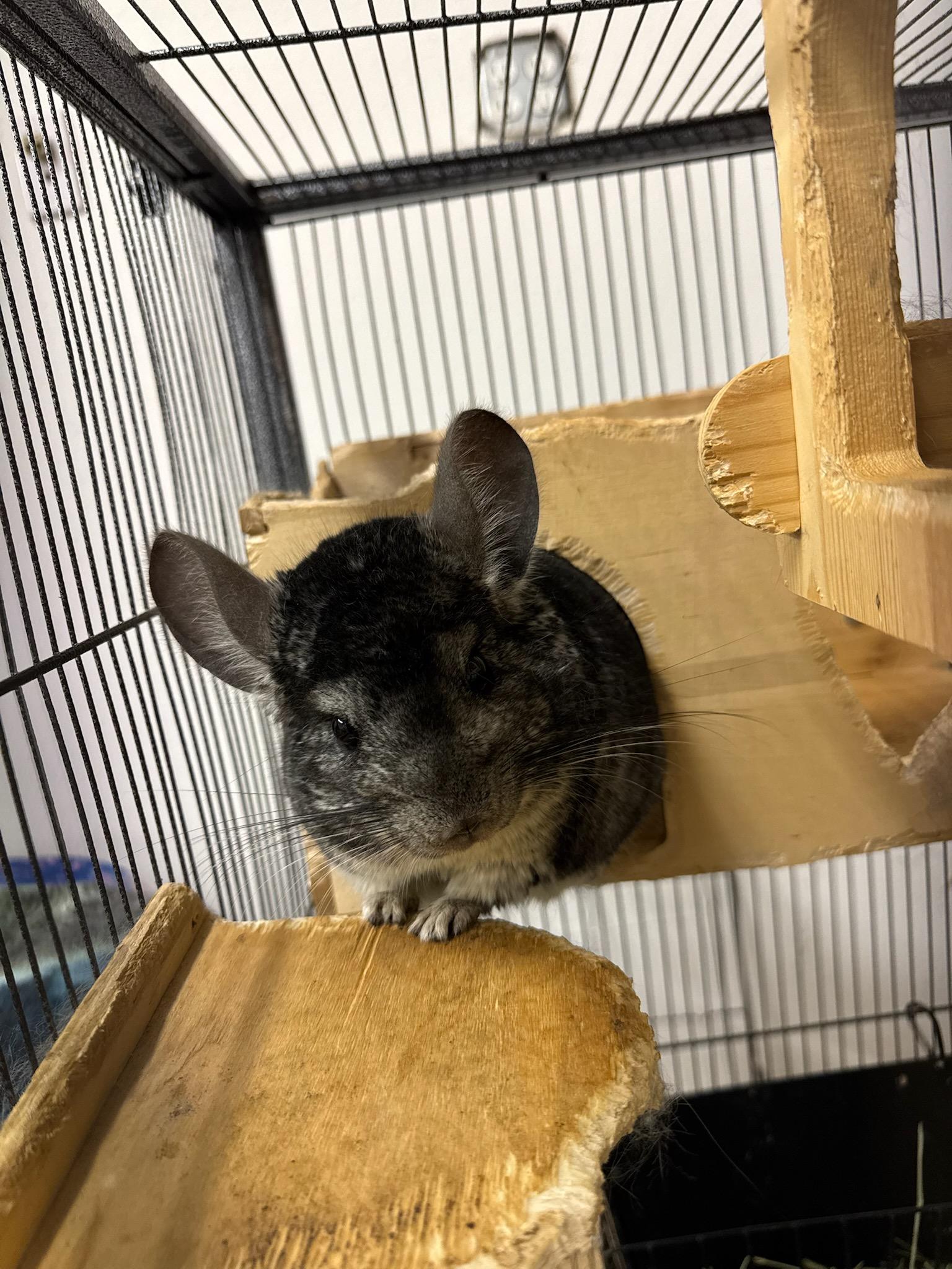 Ralph , ADOPTABLE, Young Male Chinchilla.