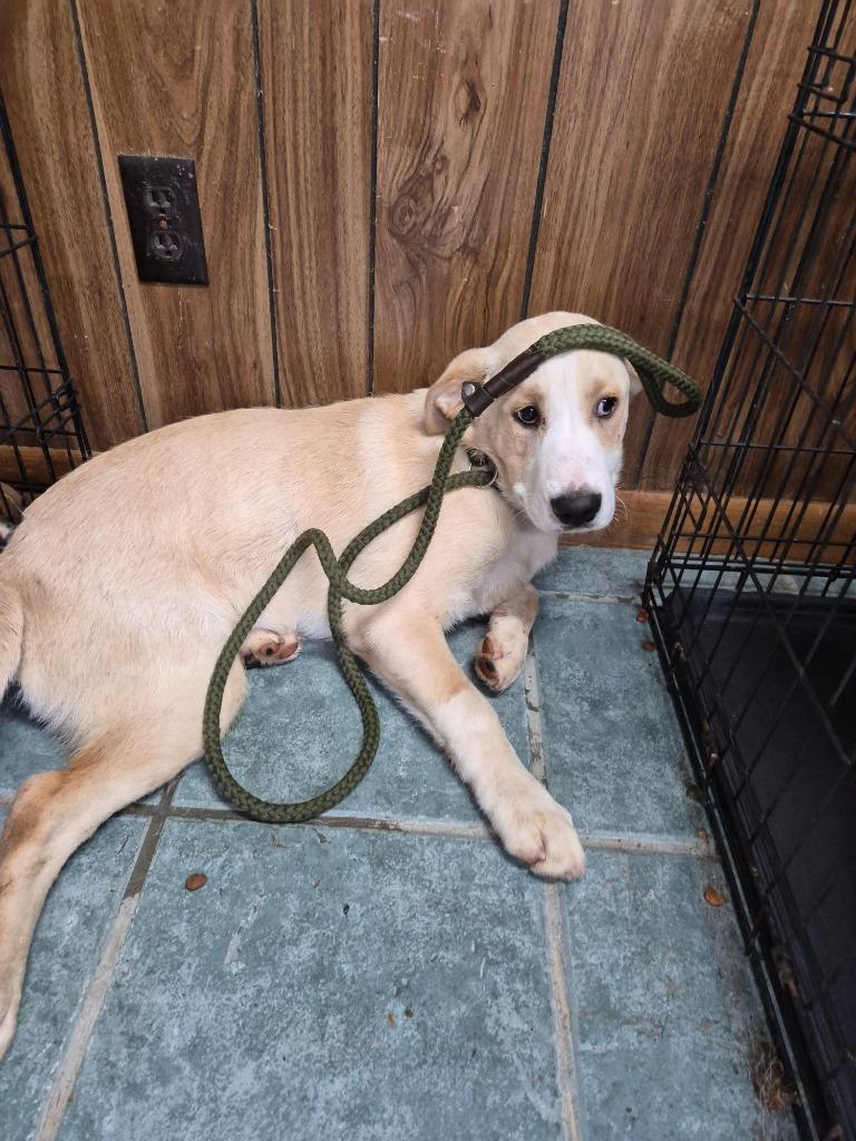 Enlarge Buddy, an adopted mixed breed in Center, TX image 1/1