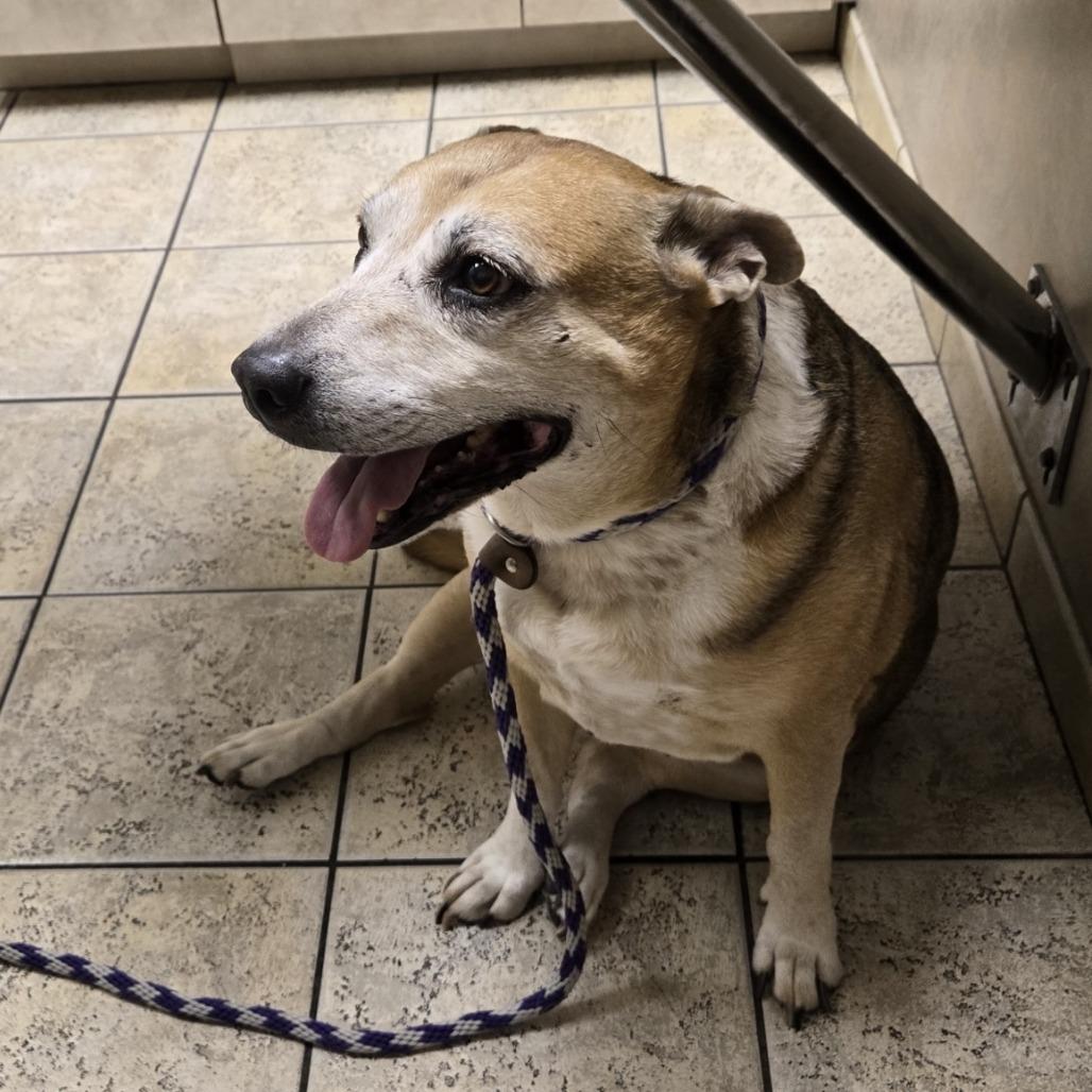 Enlarge Coco, a Adoptable Pit Bull Terrier in Pahrump, NV image 3/3