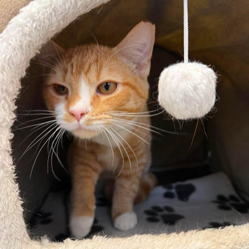 Edwin, Adoptable, Kitten Male Domestic Short Hair & Domestic Short Hair.