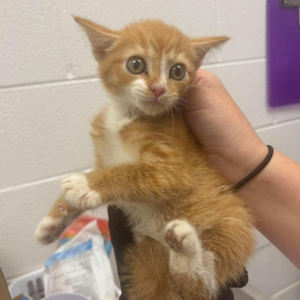 Enlarge Edwin, a Adoptable mixed breed in Pasadena , MD image 2/2