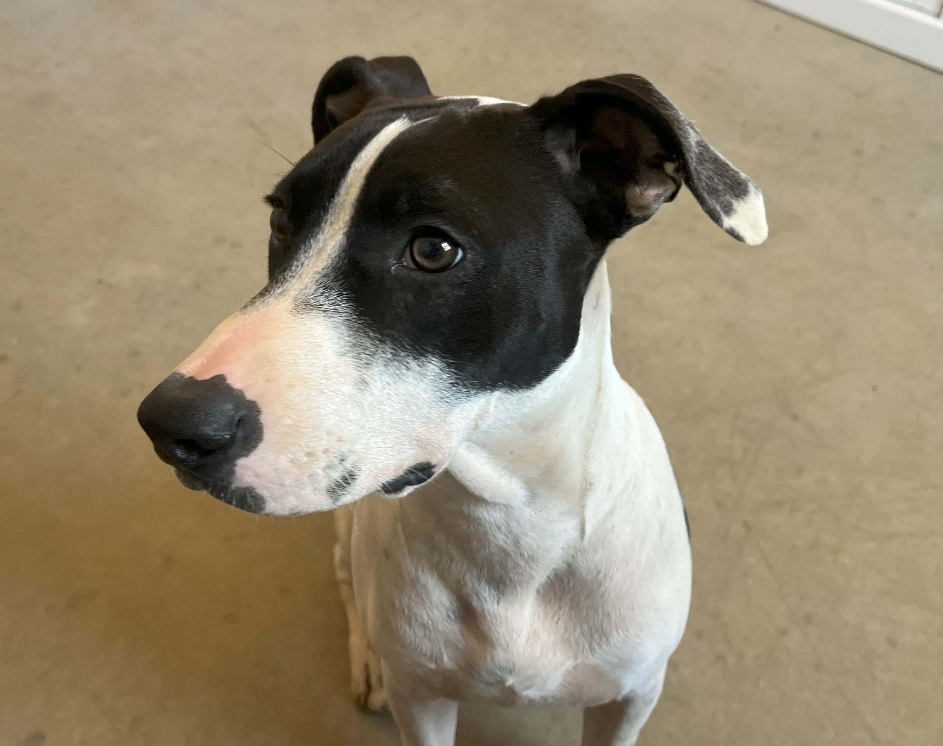 Pookie, a Adoptable mixed breed in Melbourne, AR image 4/6