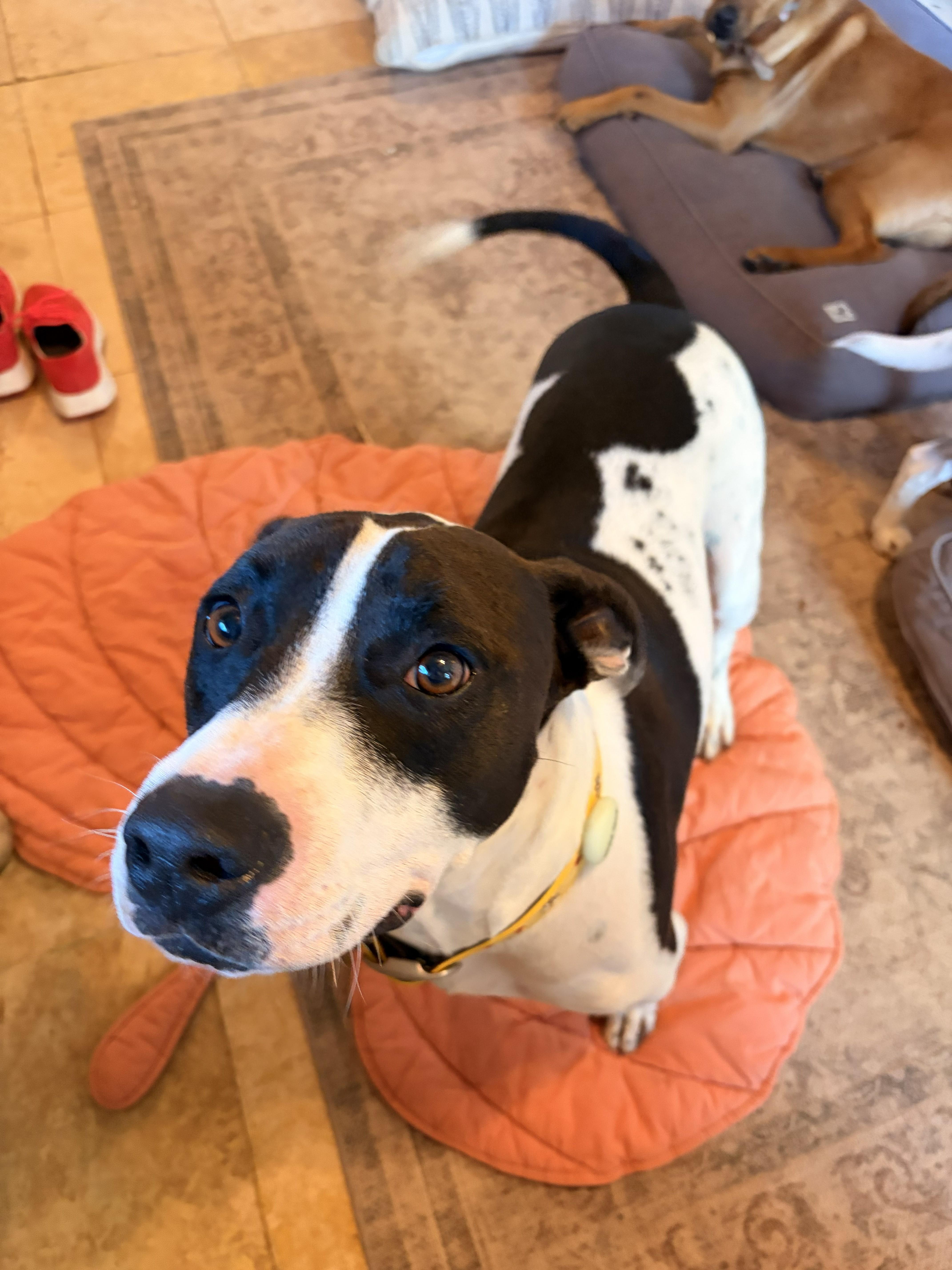 Pookie, a Adoptable mixed breed in Melbourne, AR image 1/6