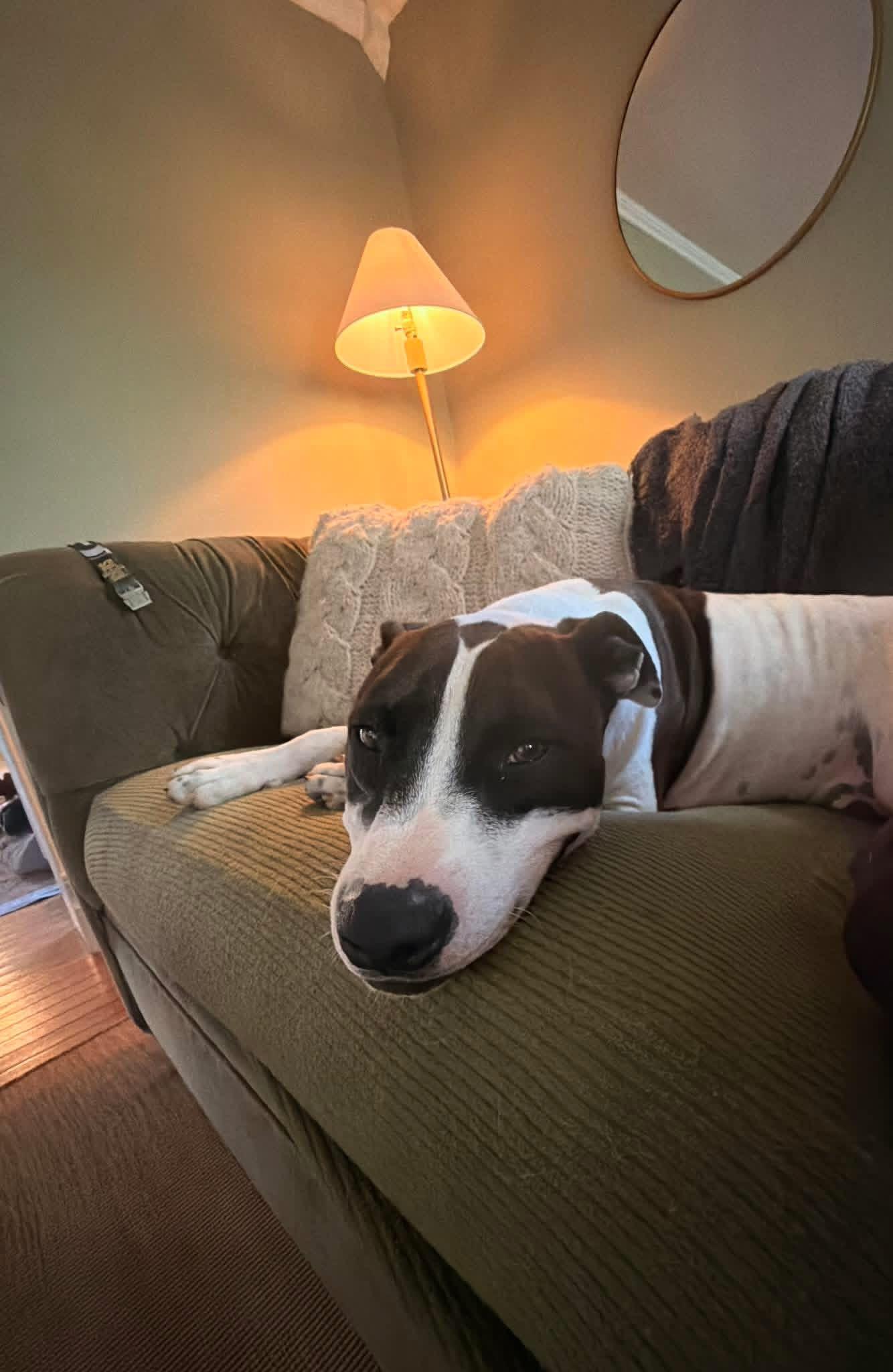 Pookie, a Adoptable mixed breed in Melbourne, AR image 2/6