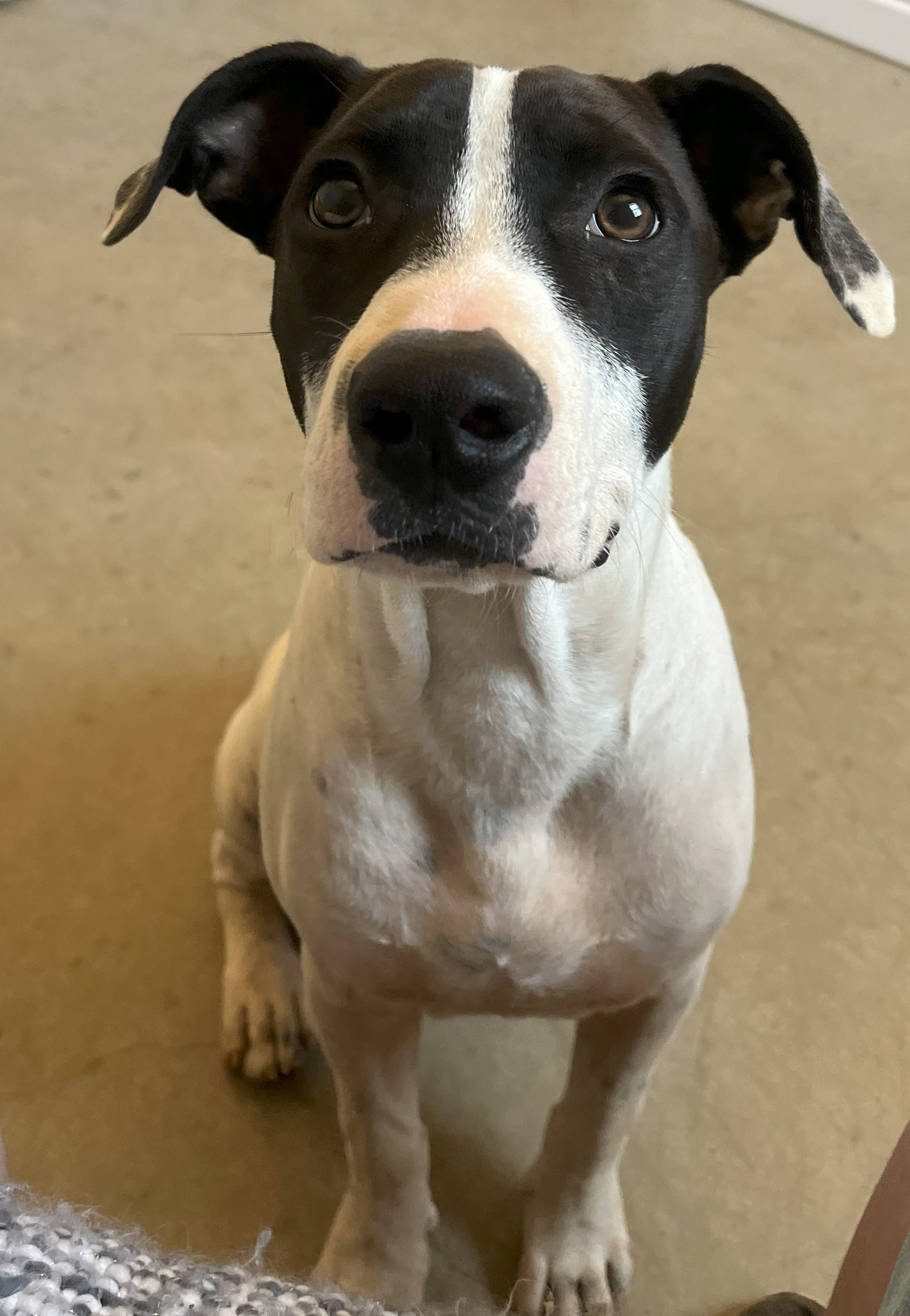 Pookie, Adoptable, Adult Male German Shorthaired Pointer & Boston Terrier.