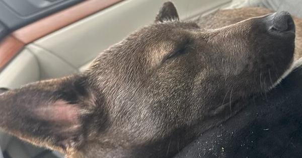 Enlarge Bart, a Adoptable mixed breed in Bonita, CA image 1/6