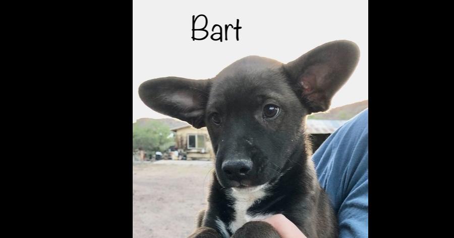 Enlarge Bart, a Adoptable mixed breed in Bonita, CA image 1/6