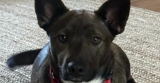 Enlarge Bart, a Adoptable mixed breed in Bonita, CA image 2/6