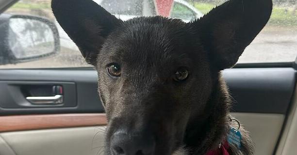 Enlarge Bart, a Adoptable mixed breed in Bonita, CA image 3/6