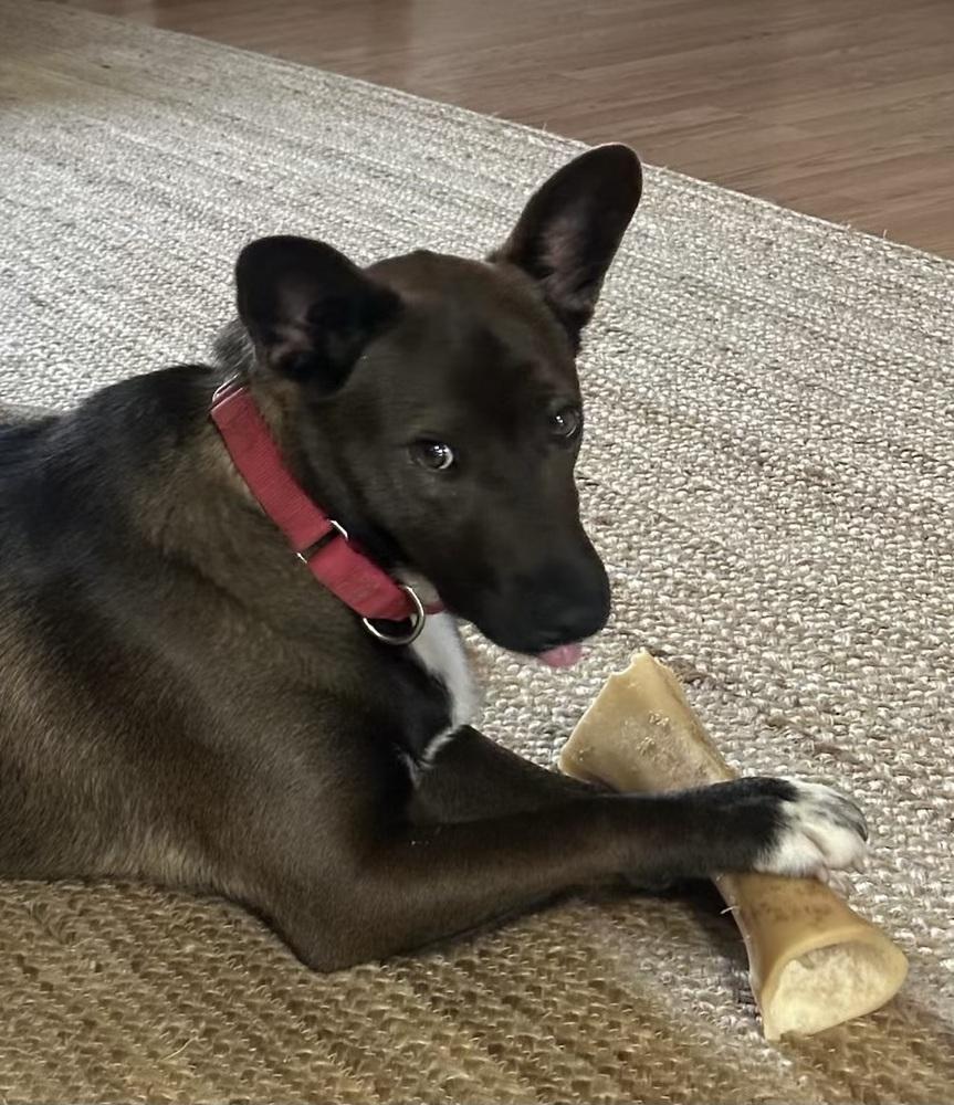 Bart — thumbnail 4