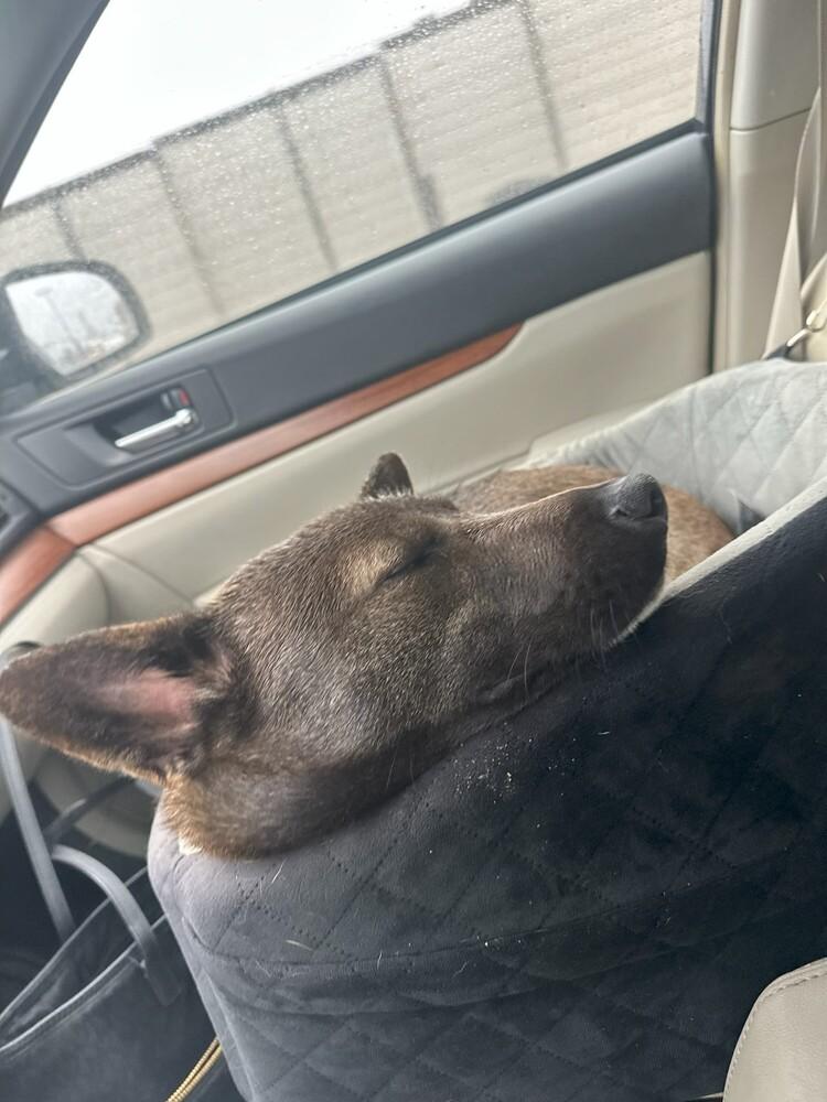 Enlarge Bart, a Adoptable mixed breed in Bonita, CA image 4/6