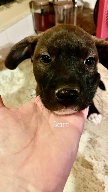 Enlarge Bart, a Adoptable mixed breed in Bonita, CA image 4/6