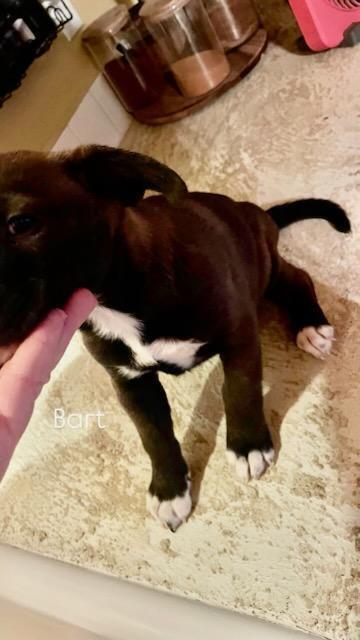 Enlarge Bart, a Adoptable mixed breed in Bonita, CA image 5/6