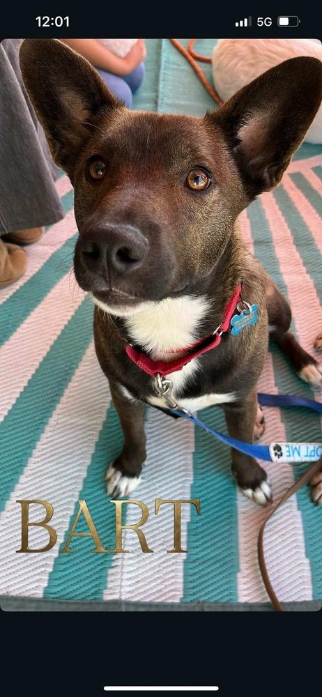 Enlarge Bart, a Adoptable mixed breed in Bonita, CA image 5/6