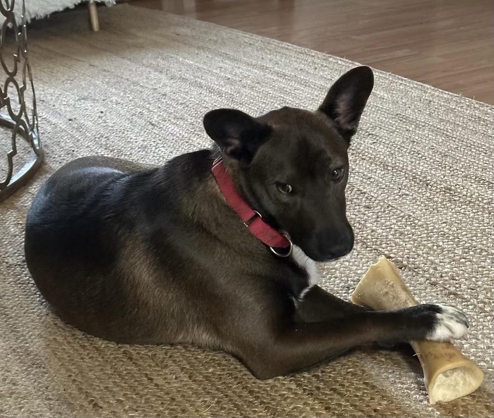 Enlarge Bart, a Adoptable mixed breed in Bonita, CA image 6/6