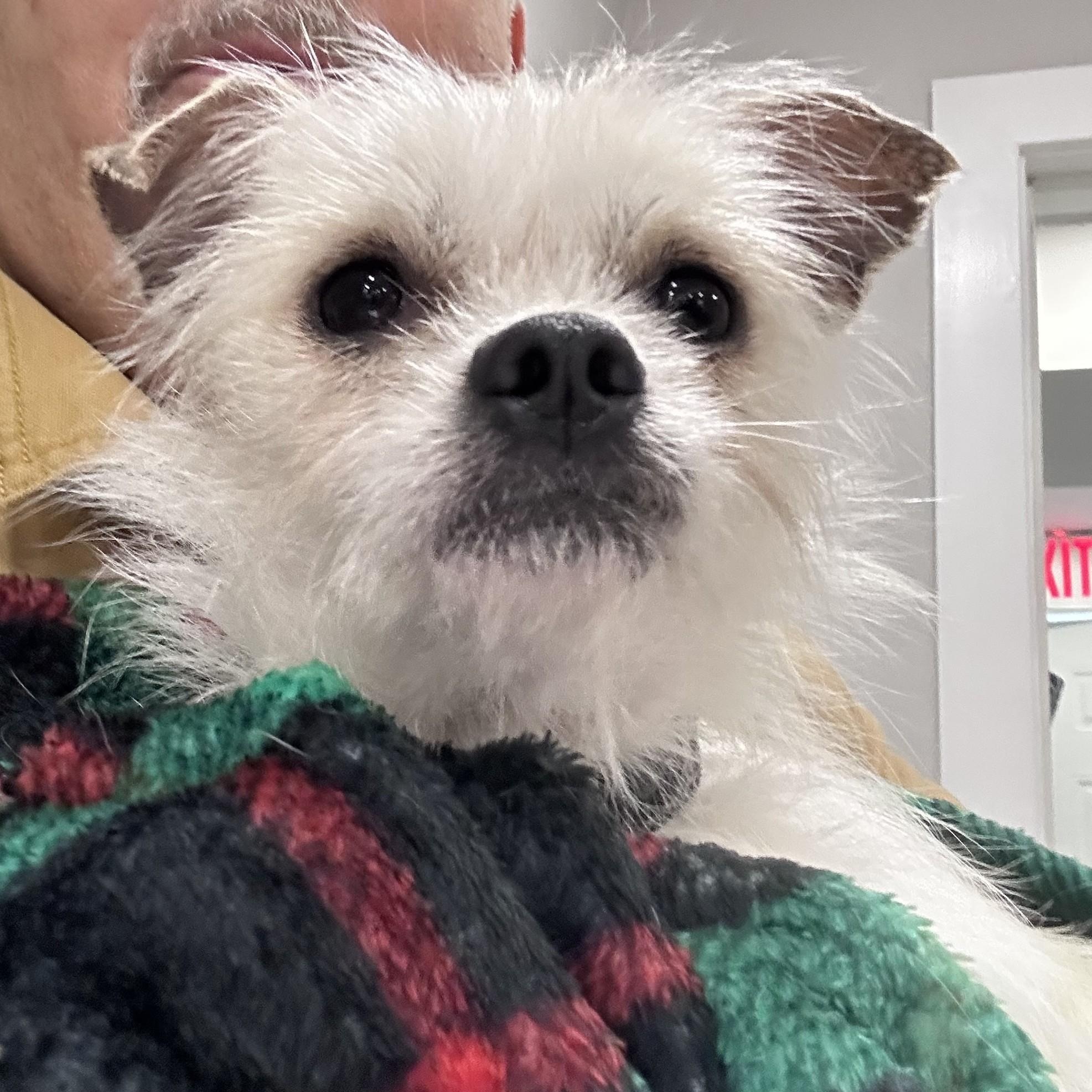 Mr Bee, a ADOPTABLE mixed breed in Abington, PA image 1/5