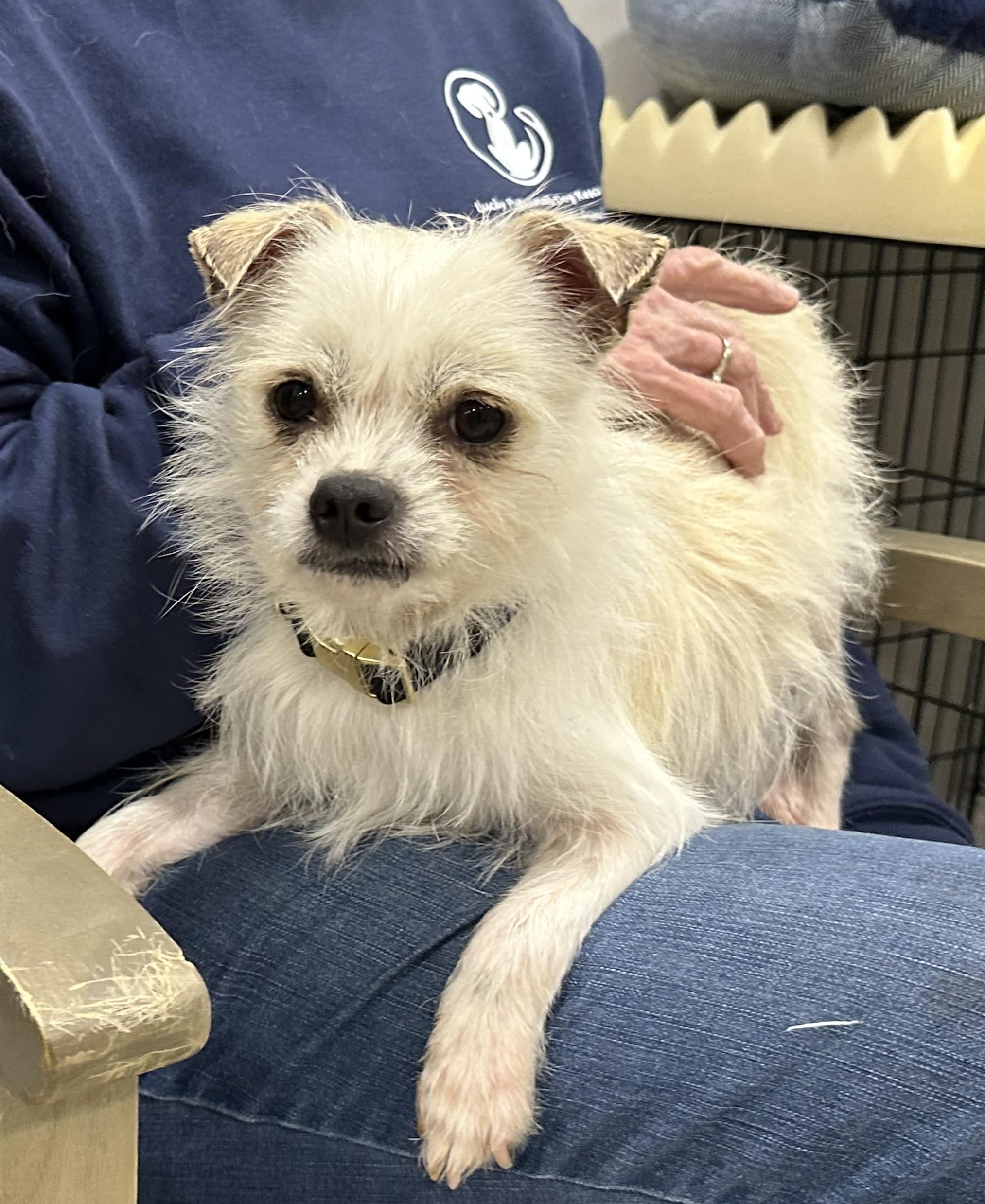 Mr Bee, a ADOPTABLE mixed breed in Abington, PA image 2/5