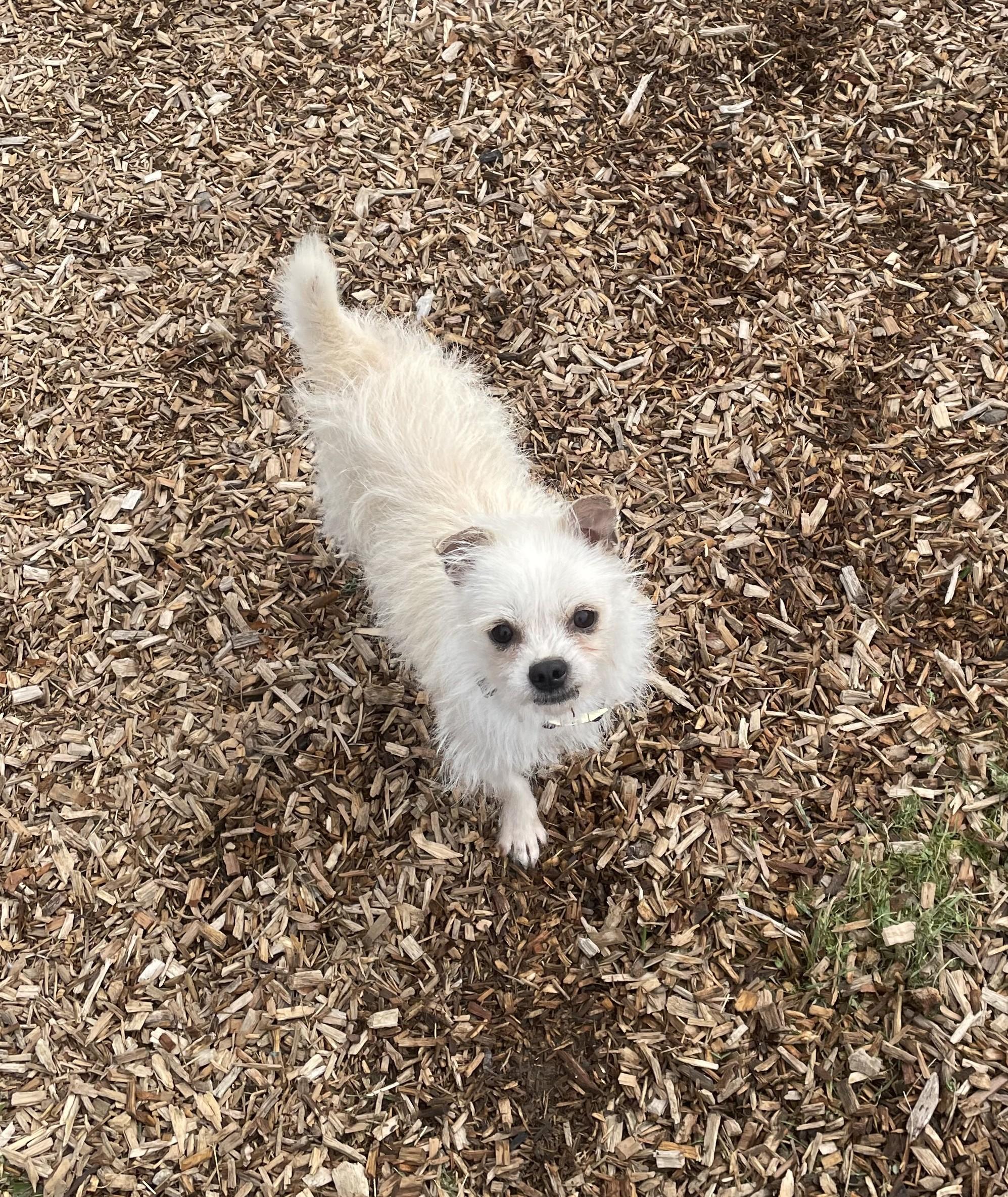 Mr Bee, a ADOPTABLE mixed breed in Abington, PA image 4/5