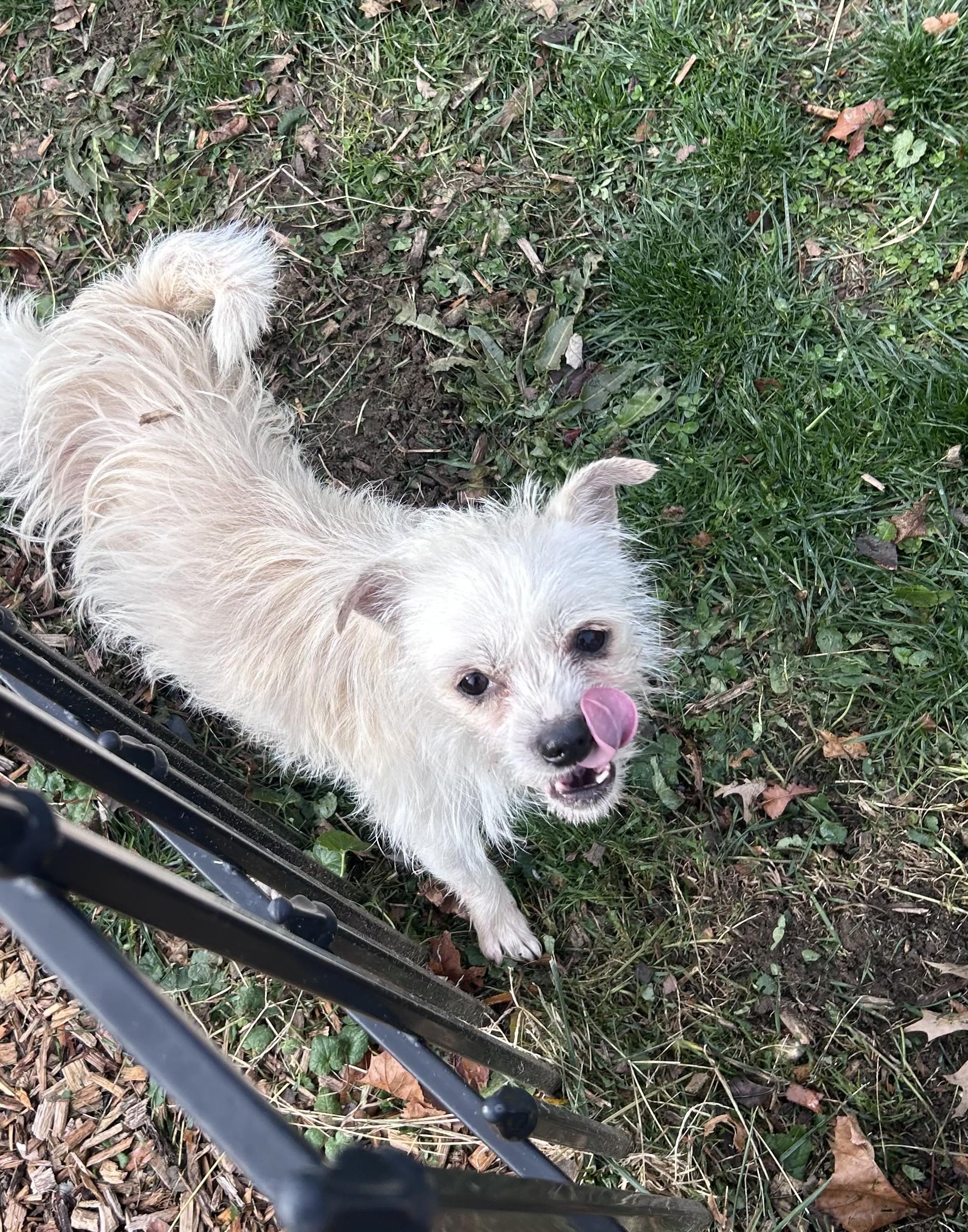 Mr Bee, a ADOPTABLE mixed breed in Abington, PA image 5/5