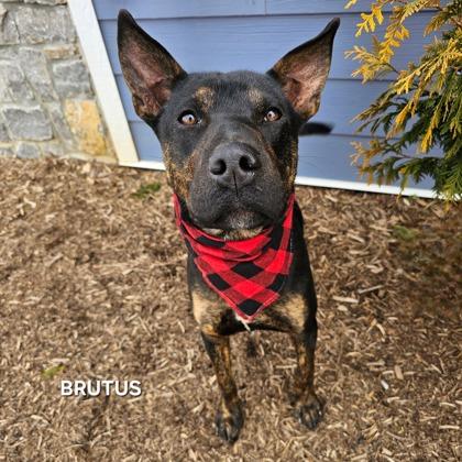 Enlarge Brutus, a Adoptable mixed breed in Sevierville, TN image 1/3