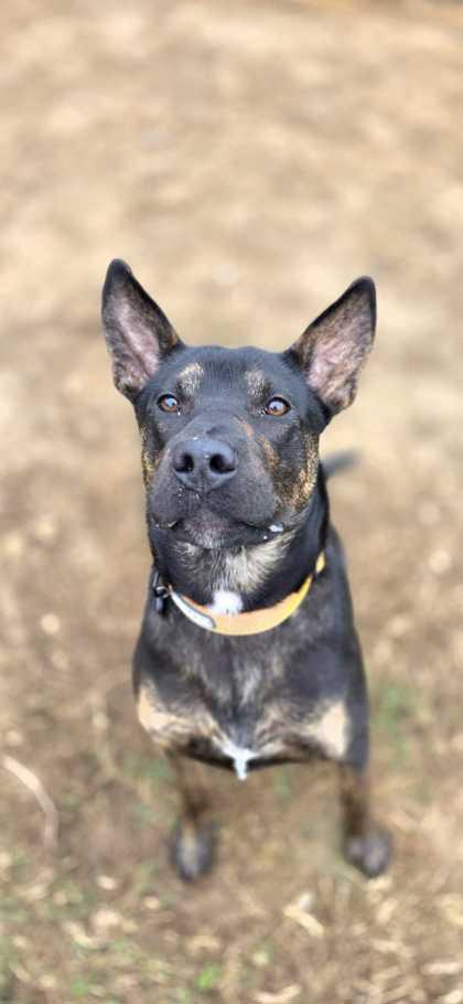 Enlarge Brutus, a Adoptable mixed breed in Sevierville, TN image 2/3