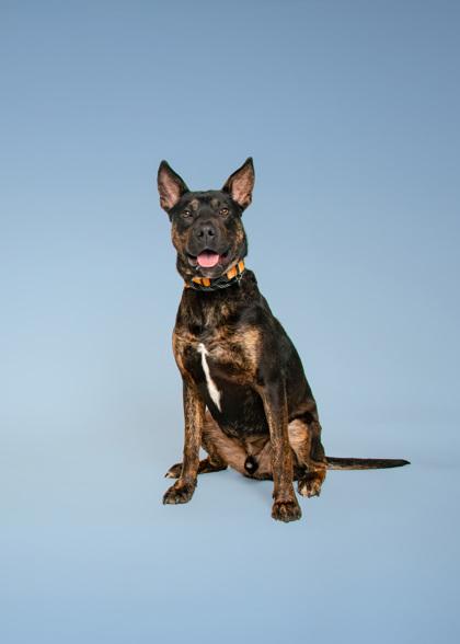 Enlarge Brutus, a Adoptable mixed breed in Sevierville, TN image 3/3