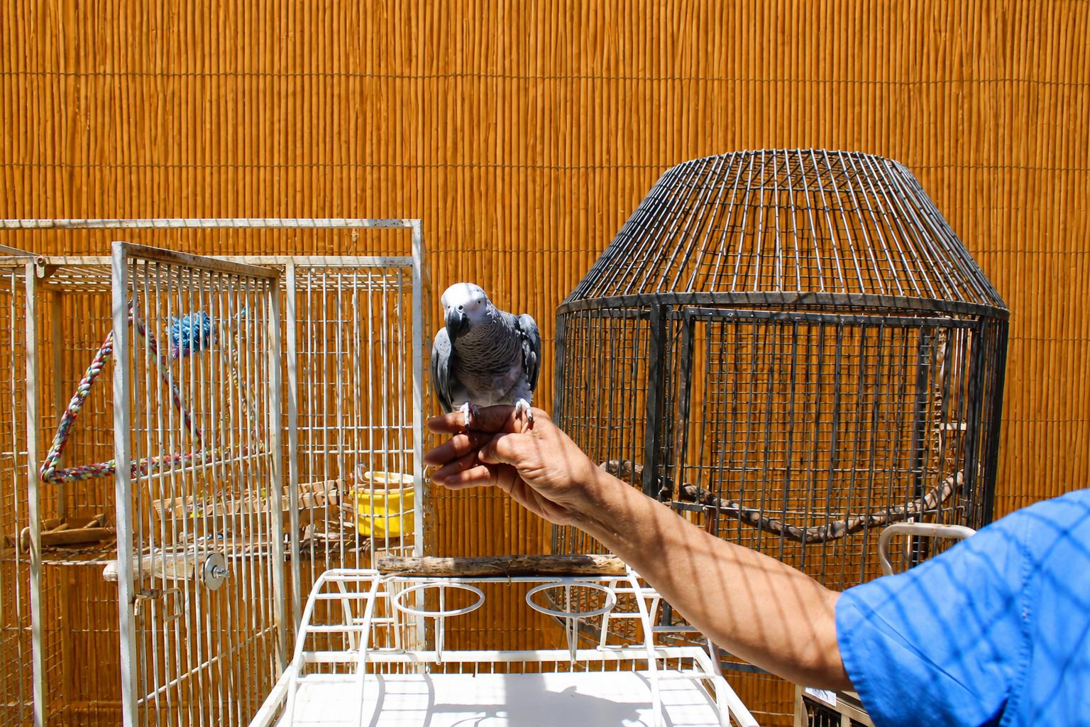 BASZILE The African Grey - Available 4 Adoption Soon, an adopted African Grey in Vancouver, WA image 2/5