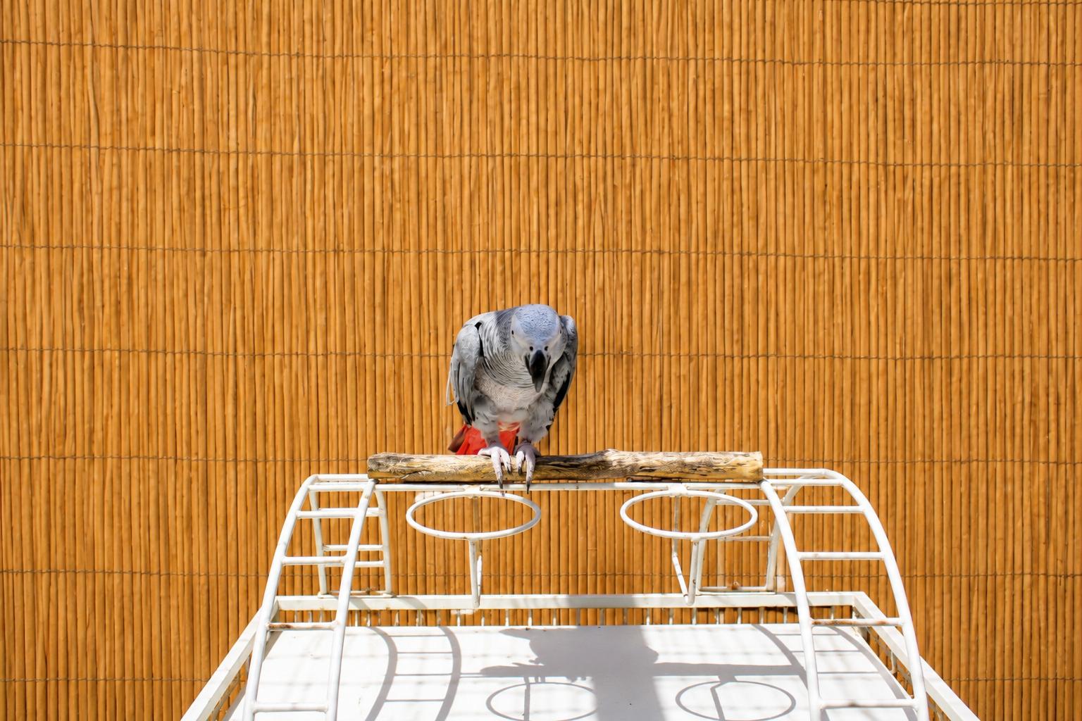 BASZILE The African Grey - Available 4 Adoption Soon, an adopted African Grey in Vancouver, WA image 3/5