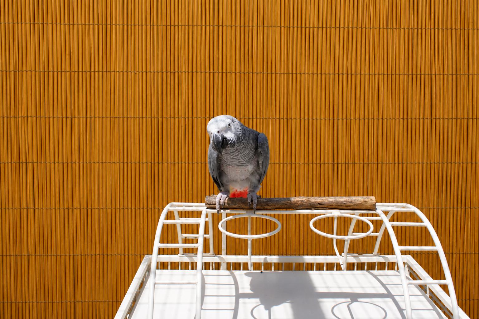 BASZILE The African Grey - Available 4 Adoption Soon, an adopted African Grey in Vancouver, WA image 5/5