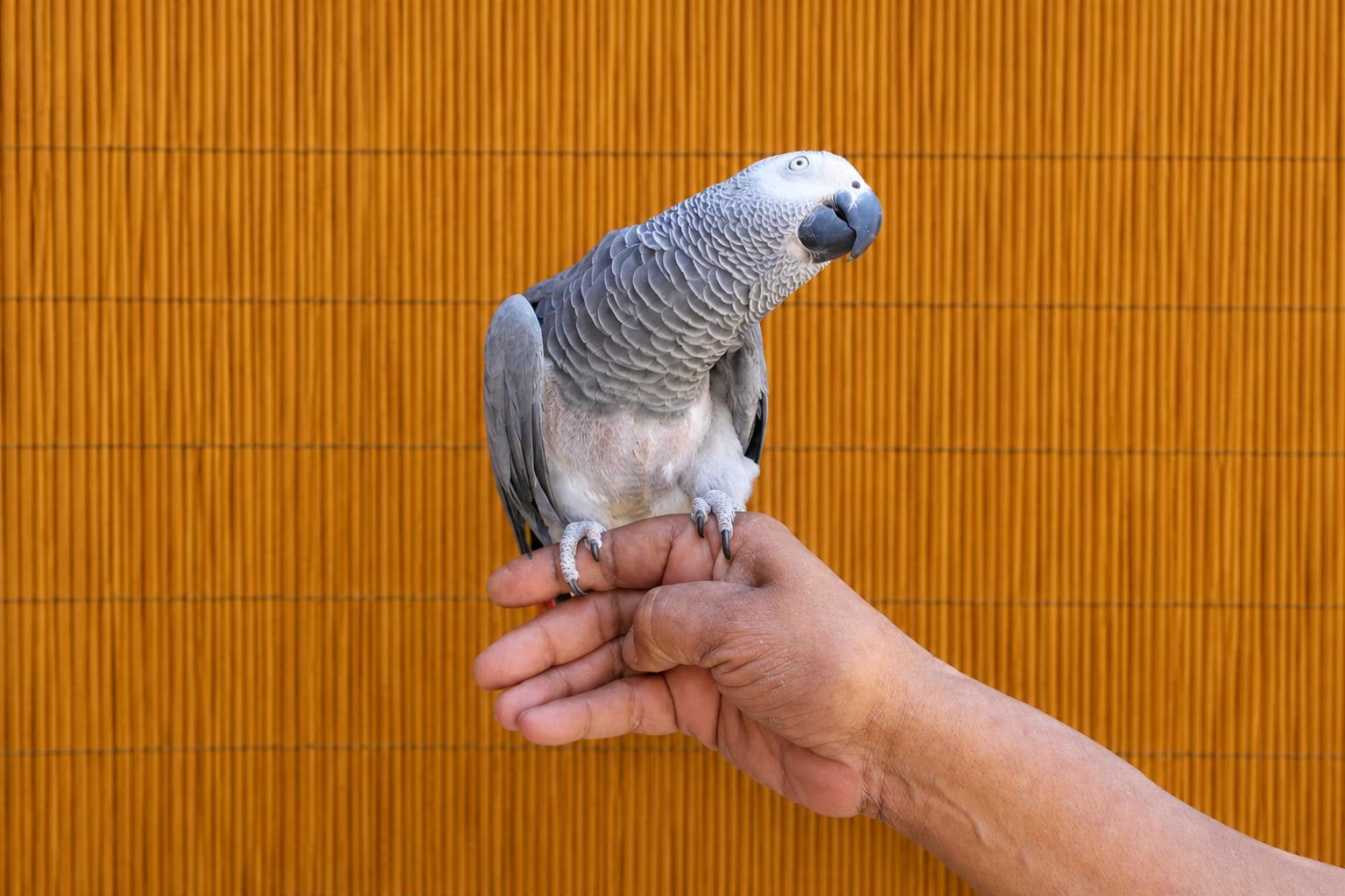 BASZILE The African Grey - Available 4 Adoption Soon, an adopted African Grey in Vancouver, WA image 1/5