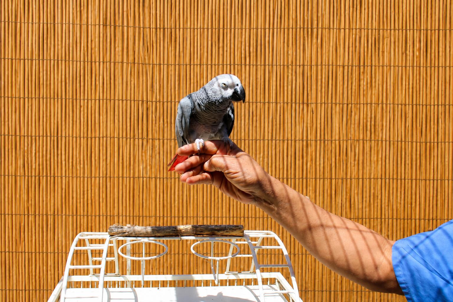 BASZILE The African Grey - Available 4 Adoption Soon, an adopted African Grey in Vancouver, WA image 4/5